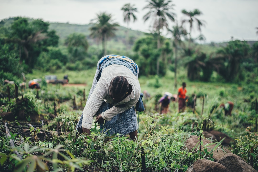 Productrices agricoles travaillant dans un champ de manioc en Afrique de l’Ouest